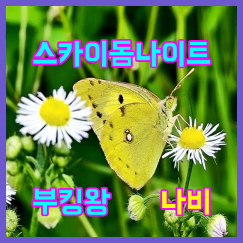 야당스카이돔나이트