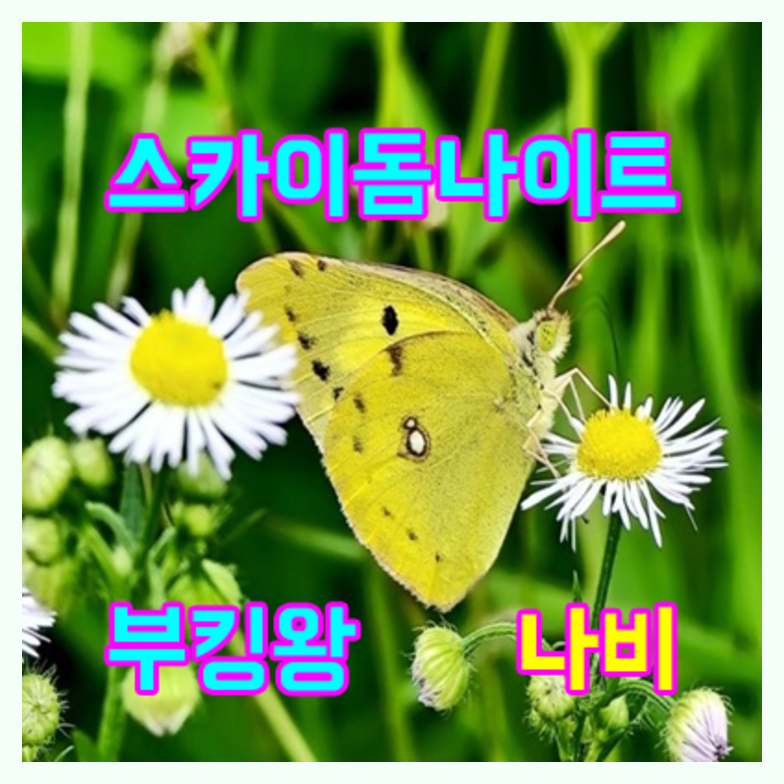 야당스카이돔나이트